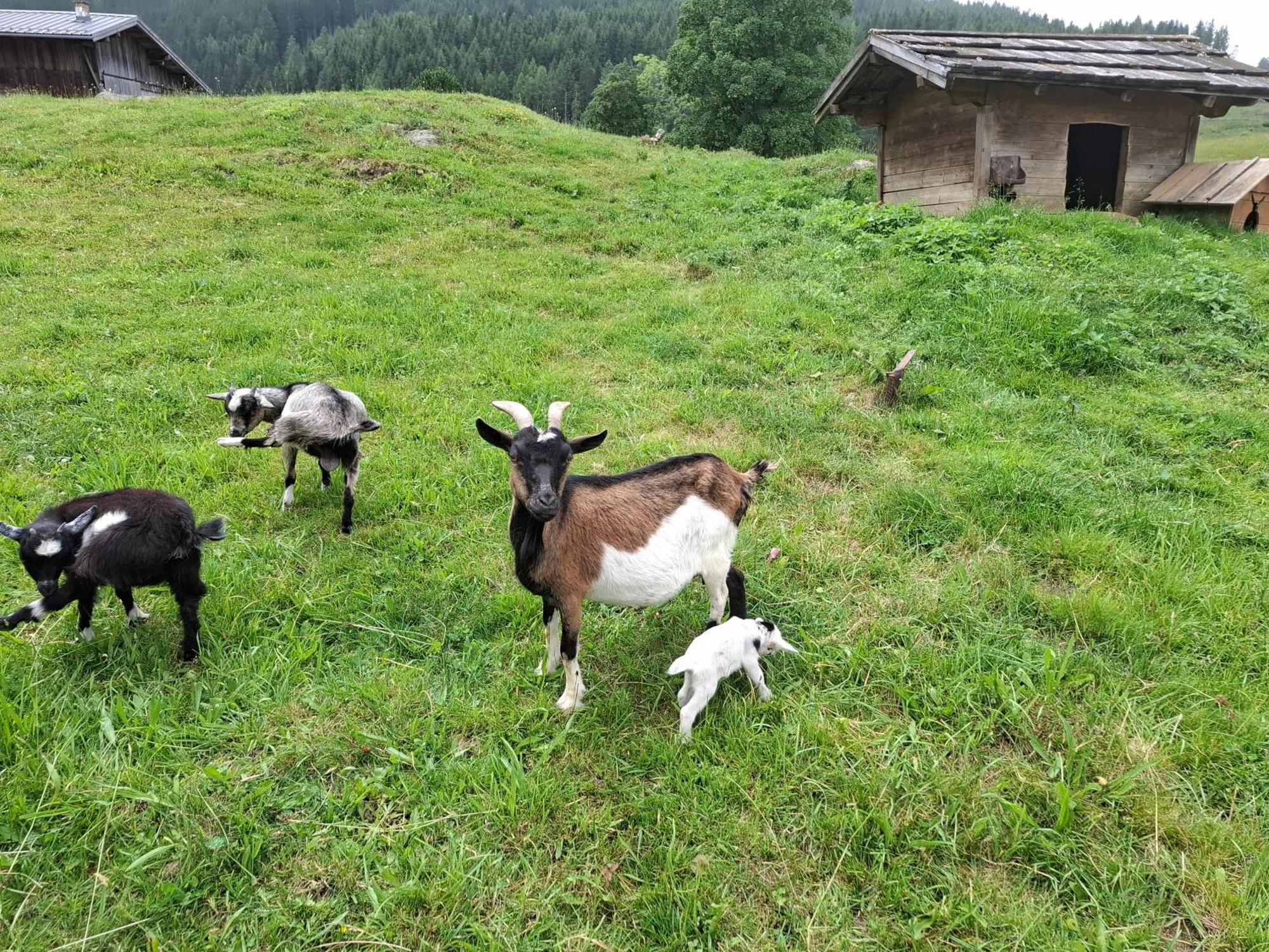 Pension Stammerhof Schladming Luaran gambar